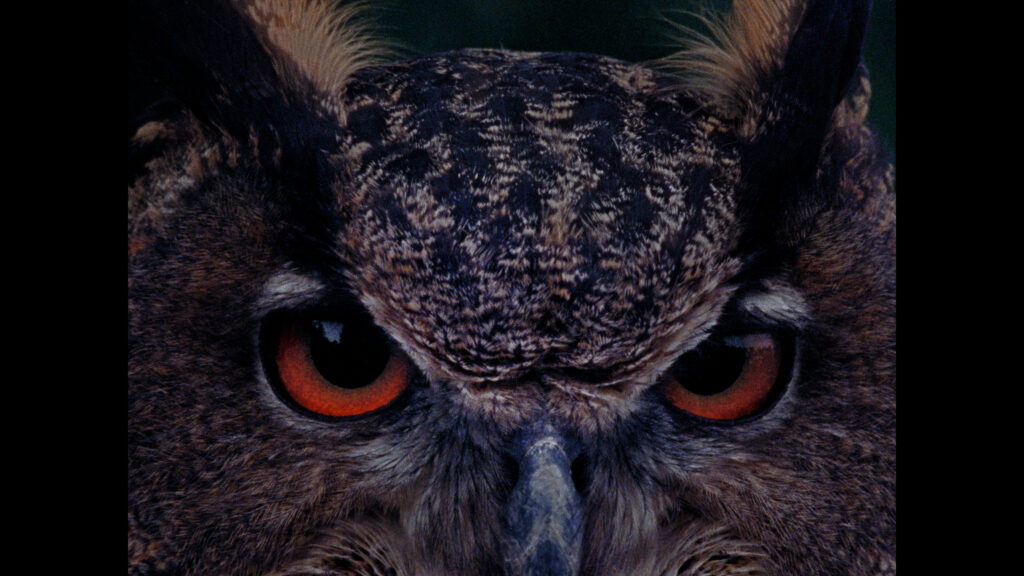 Still from Die Filmwoche zu Gast im Filmclub Münster